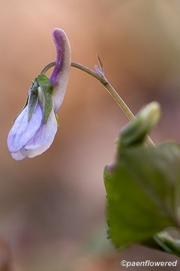 Long-spur violet